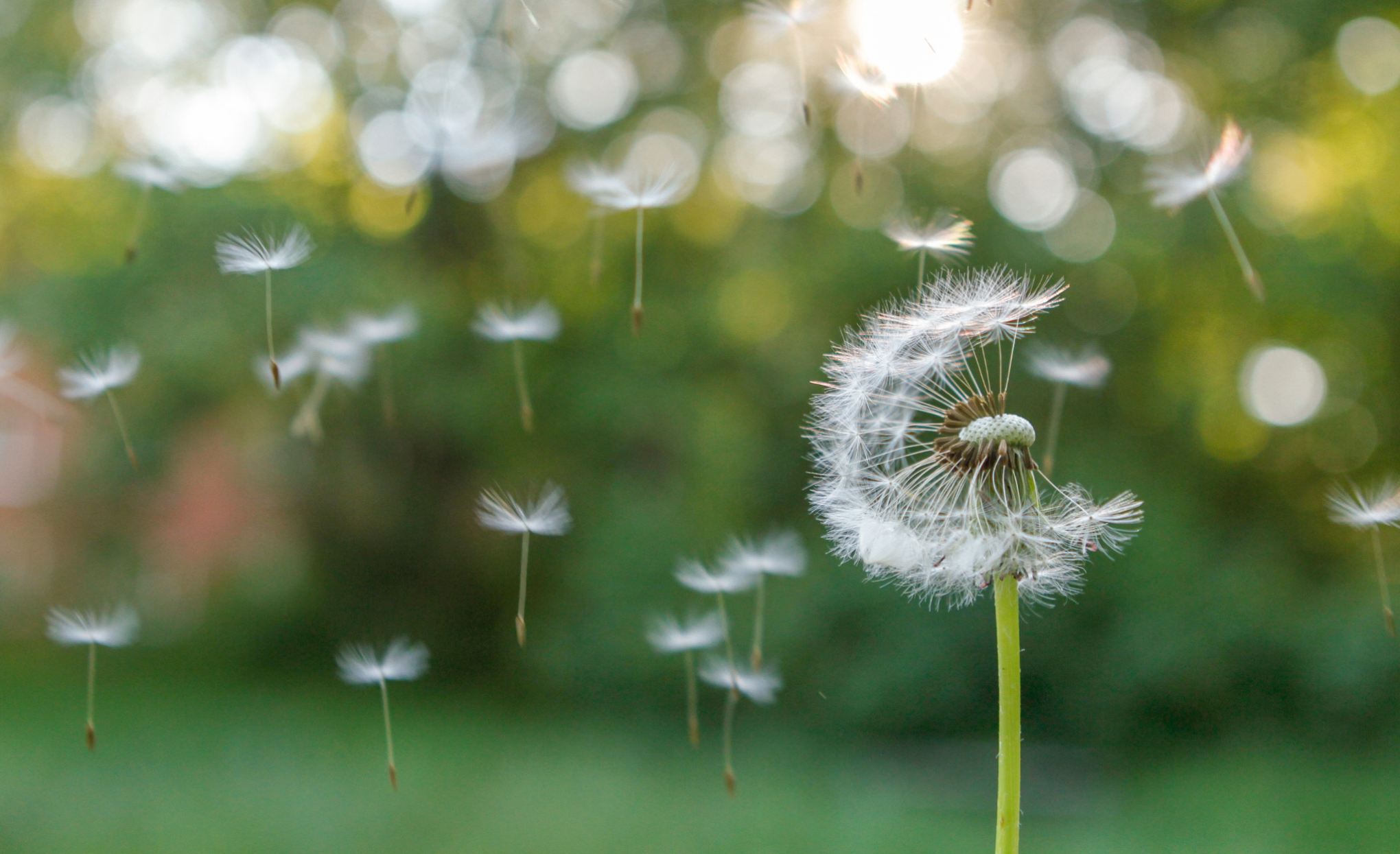 Devocional diário:  Um Milagre Cada Dia