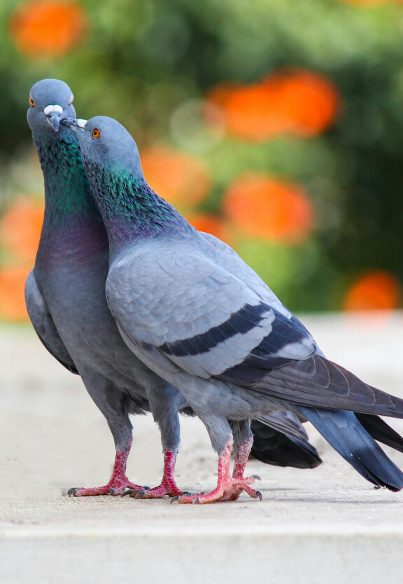 Woman reading the bible