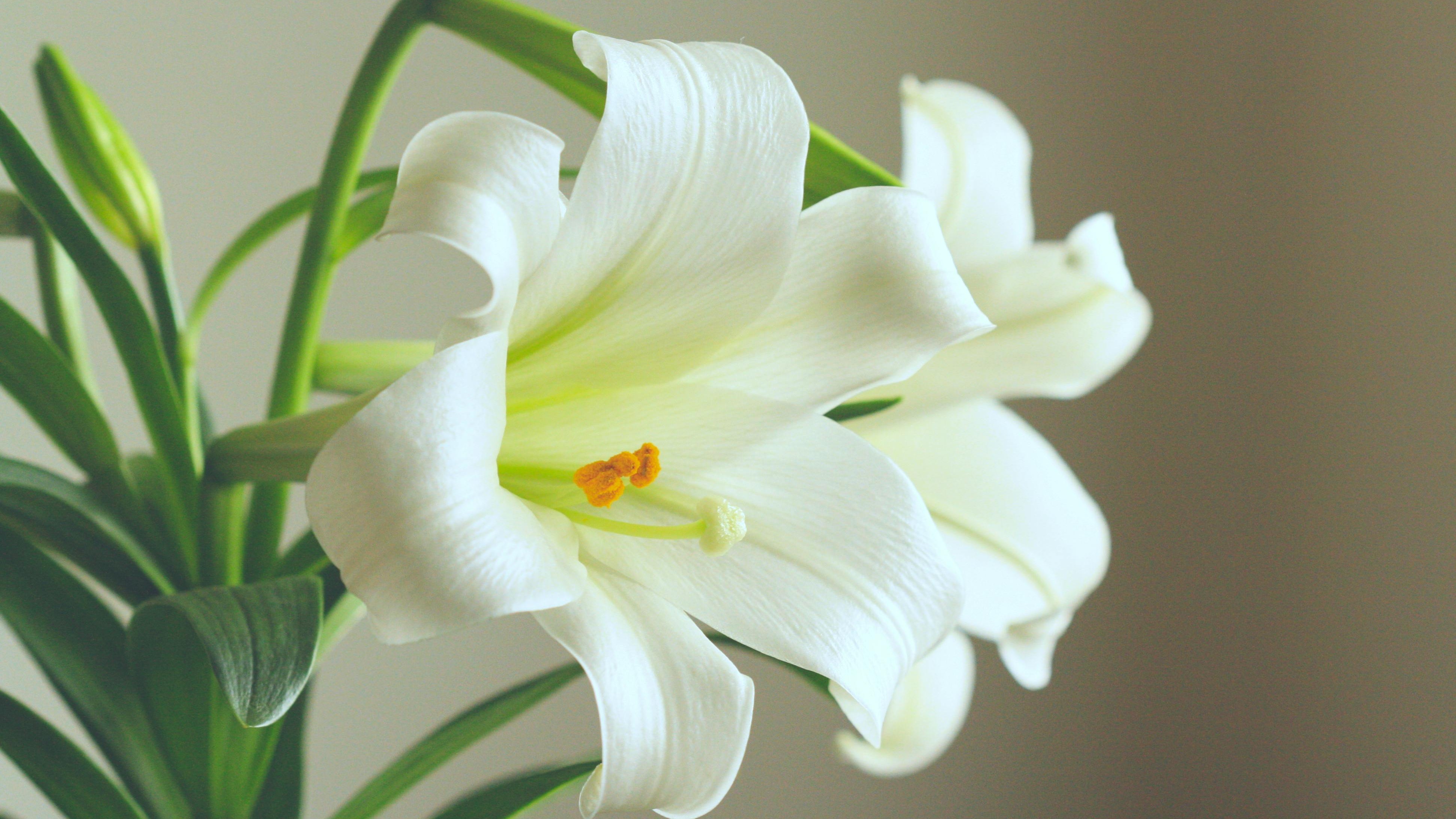 Easter lilies