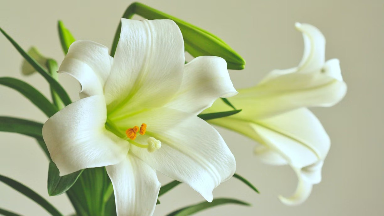 white_lily_flower