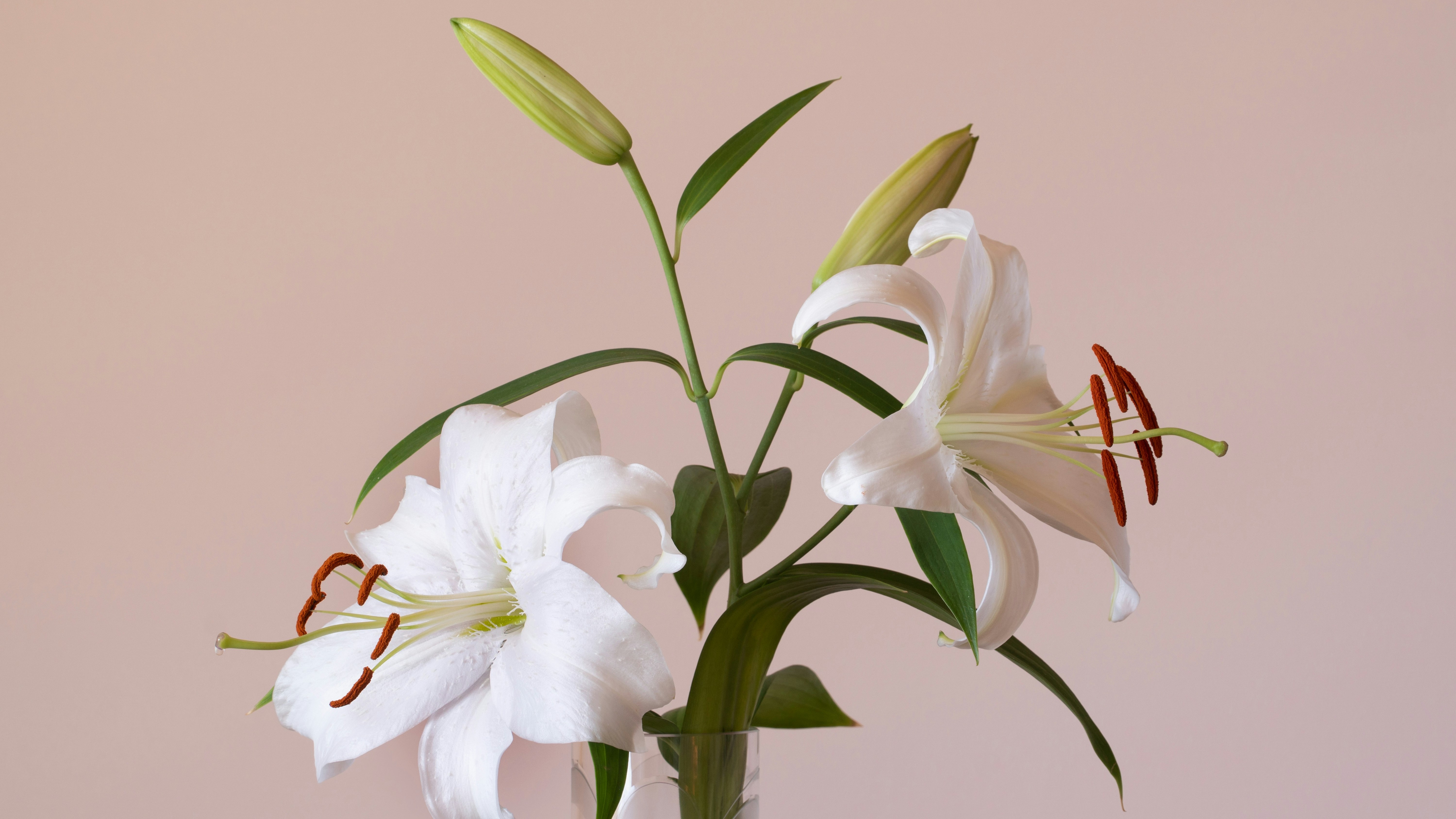 earl-wilcox-hGz1cJrhk9M-unsplash